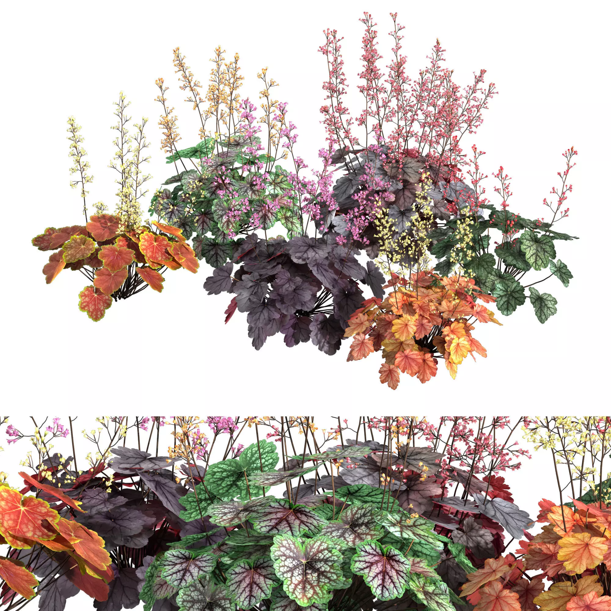 Heuchera-Coral Bellls 3D model_0