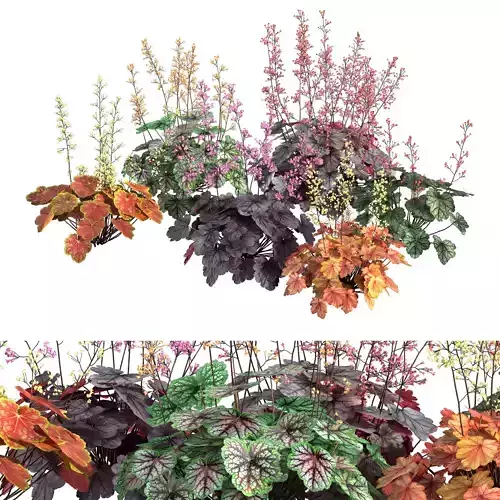 Heuchera-Coral Bellls 3D model