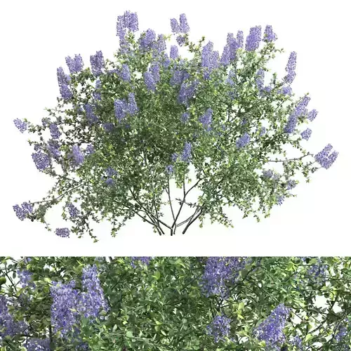 Ceanothus - California Lilac 01 3D model