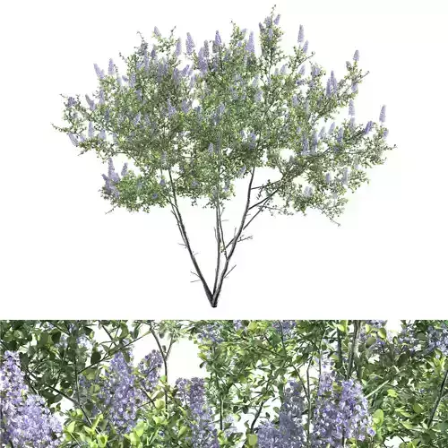 Ceanothus - California Lilac 02 3D model