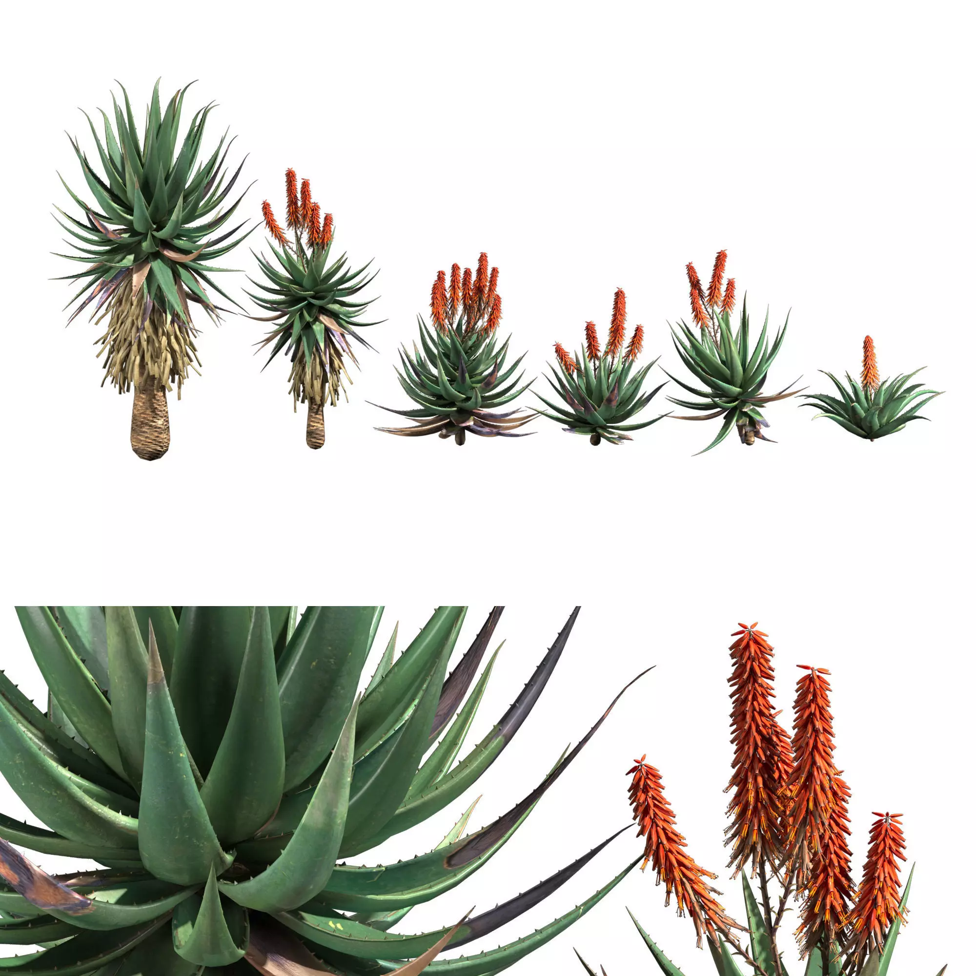 Aloes Ferox Cape Aloe 3D model