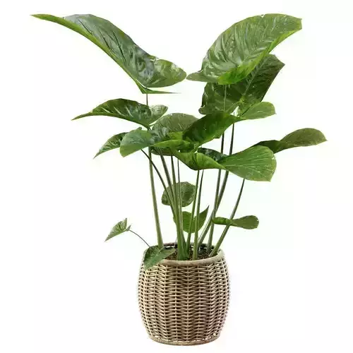 Elephant ear caladium in pots 3D model