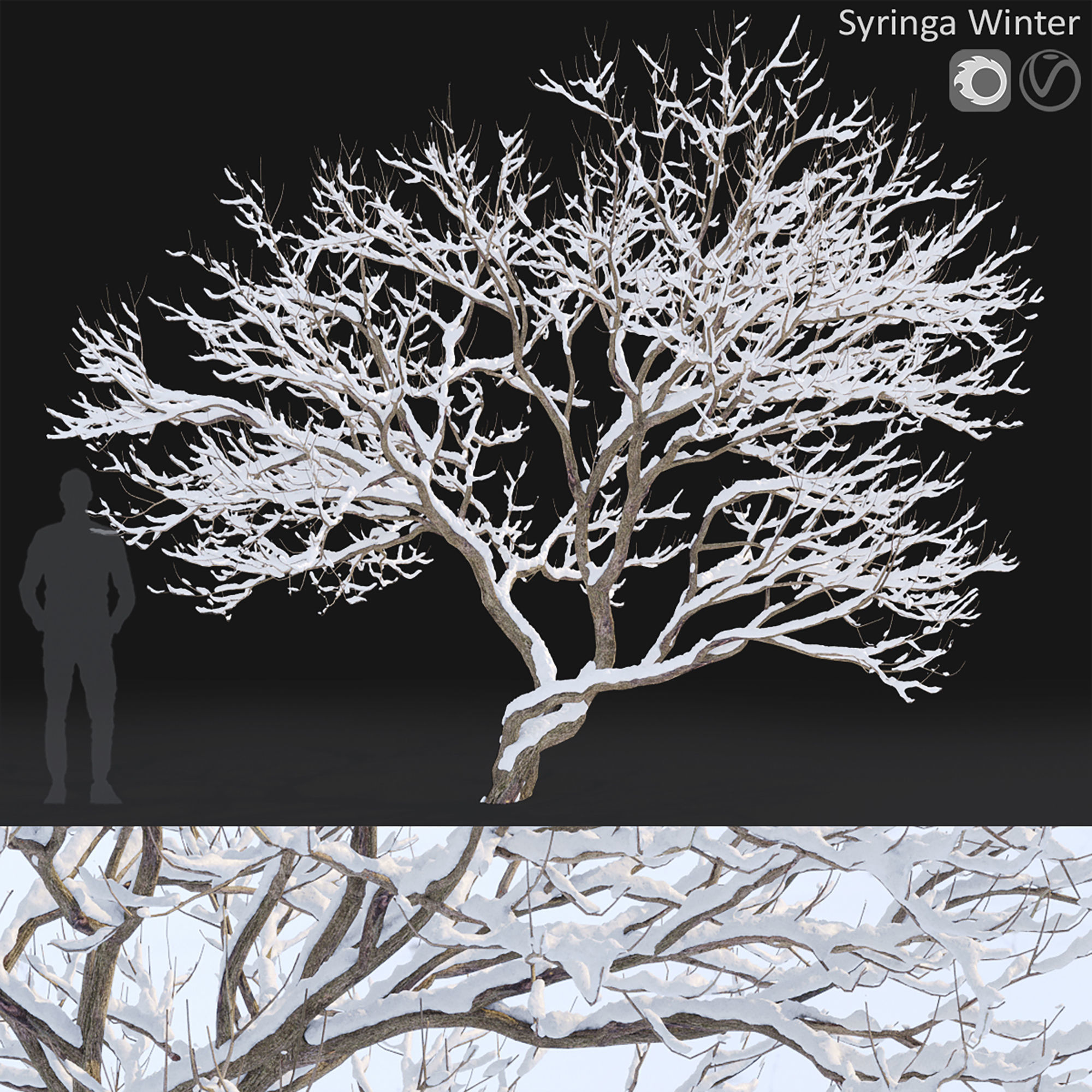 Syringa 04 Winter 3D model_6