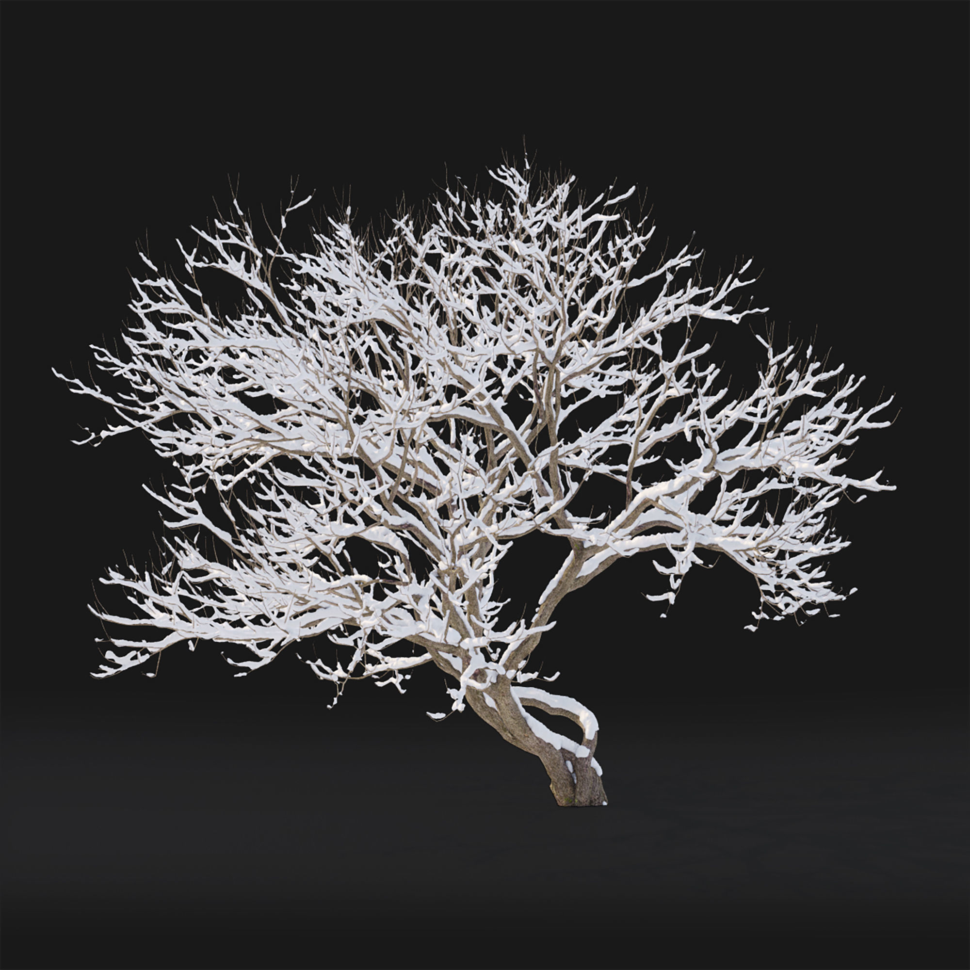 Syringa 04 Winter 3D model_3