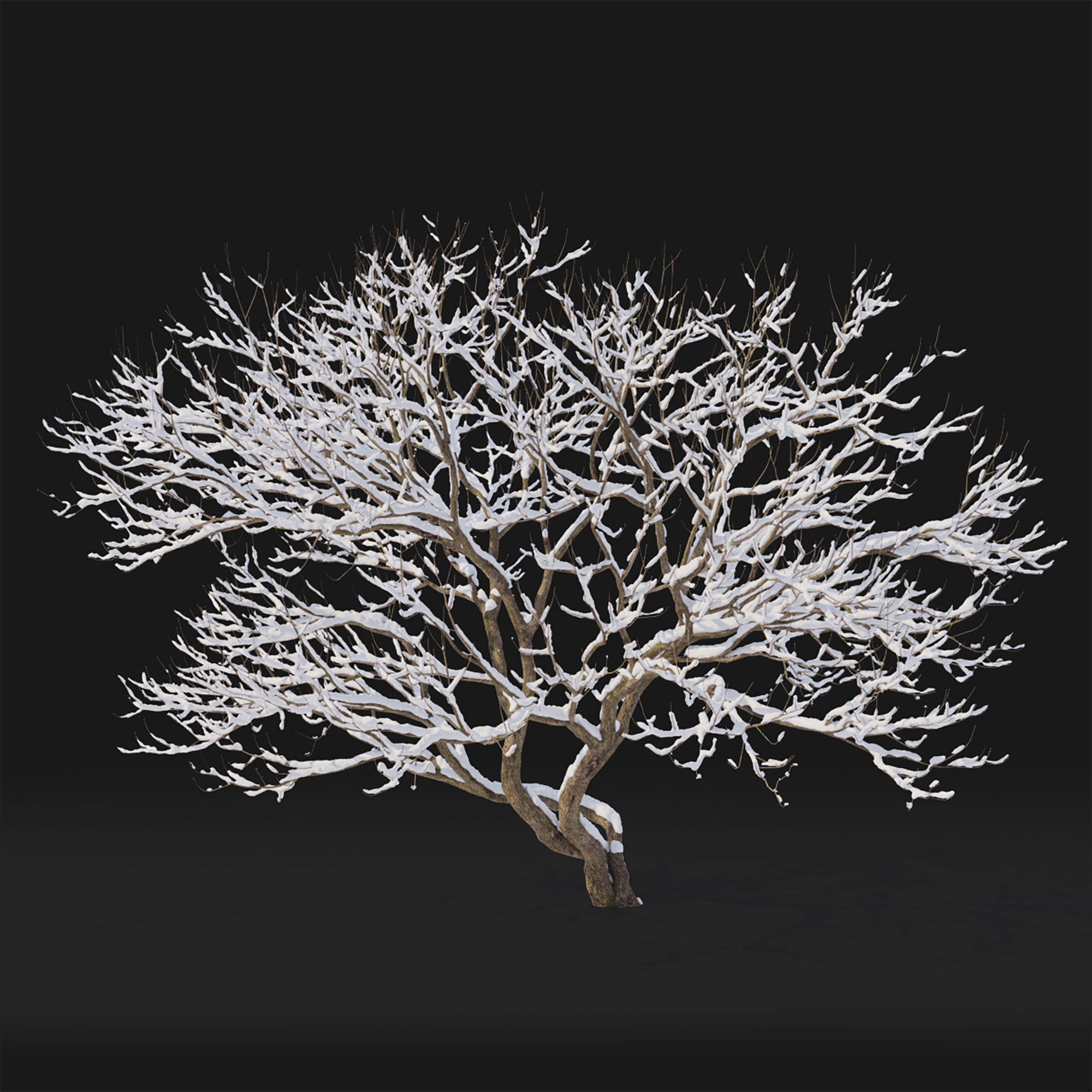 Syringa 04 Winter 3D model_1