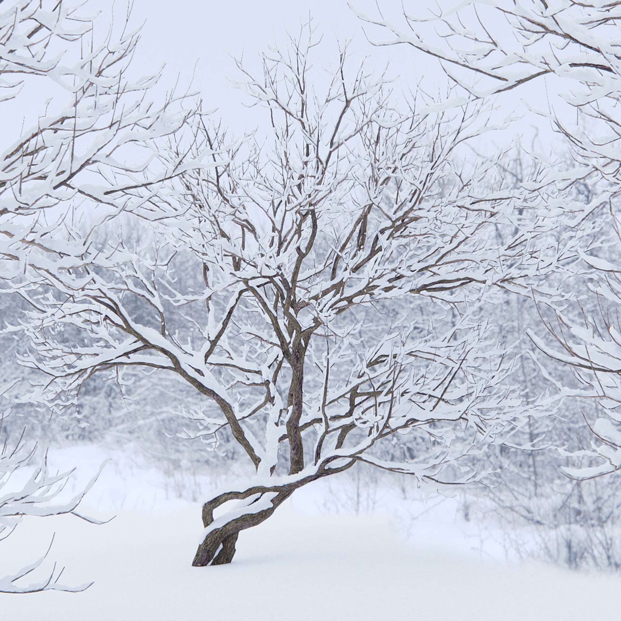 Syringa 04 Winter 3D model_2