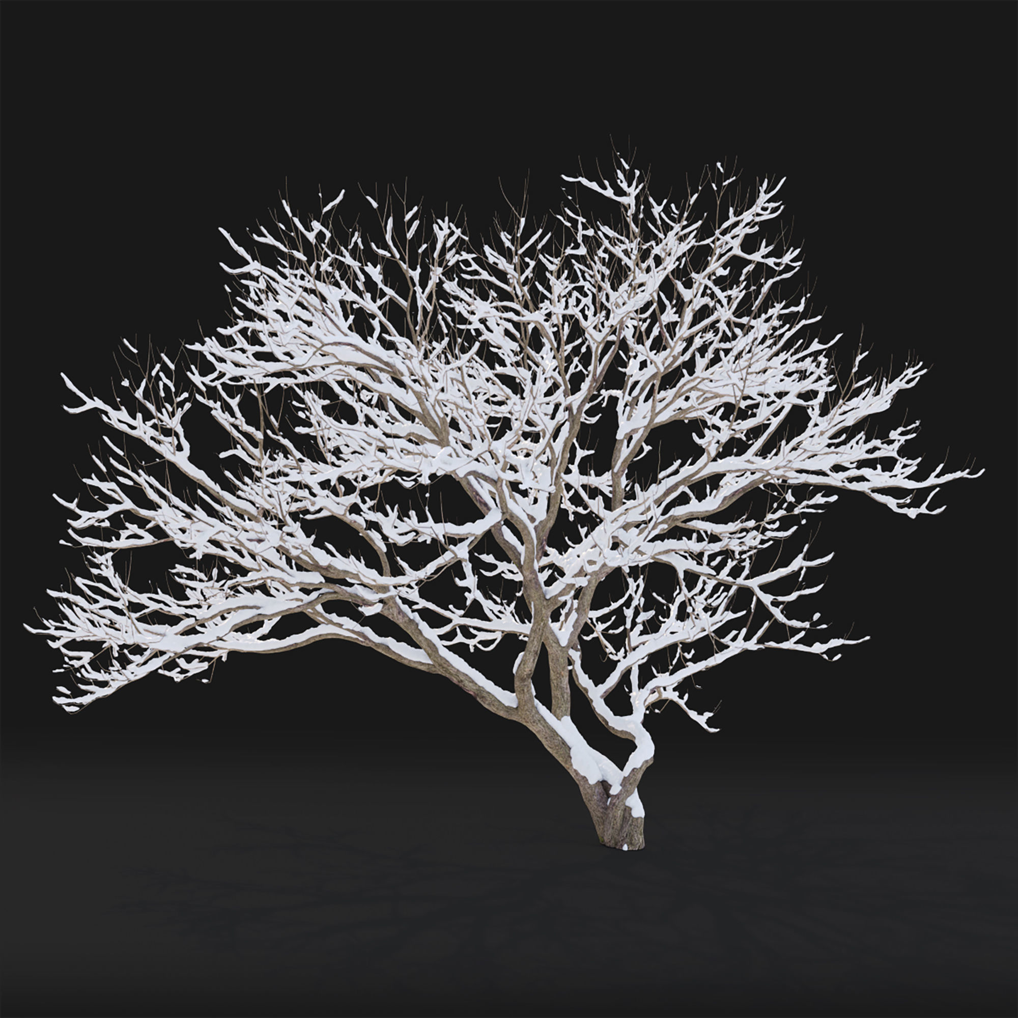 Syringa 04 Winter 3D model_4
