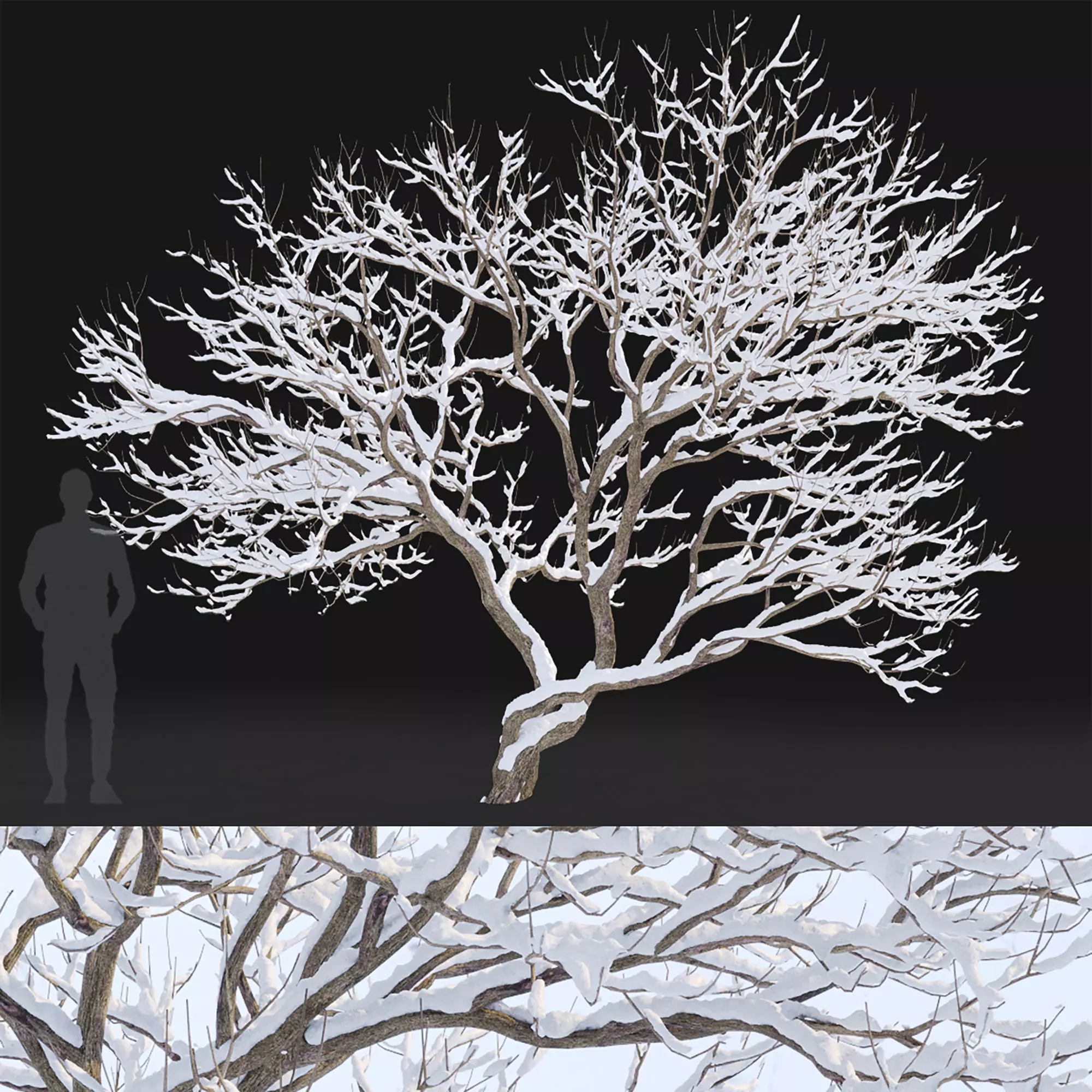 Syringa 04 Winter 3D model_0