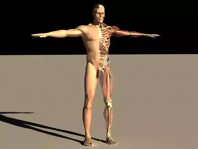 Male Body Skeletal Muscular