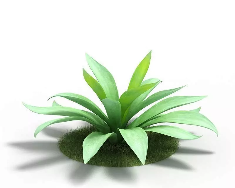 Green Agave Plant 3D model