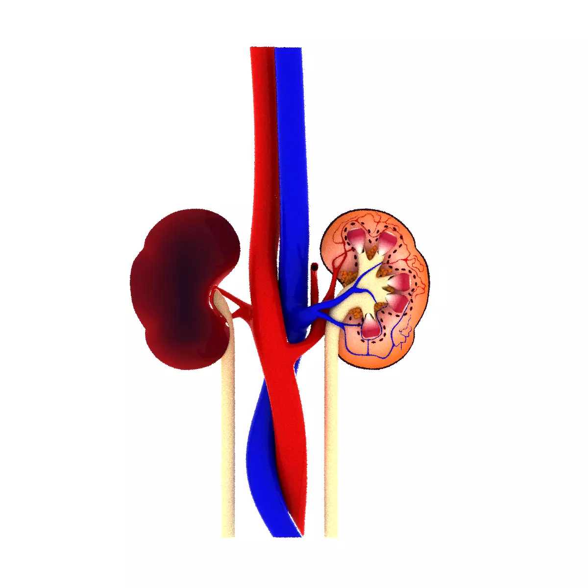 human kidney anatomy and physiology 3D model