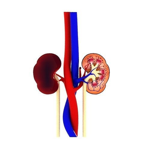 human kidney anatomy and physiology 3D model