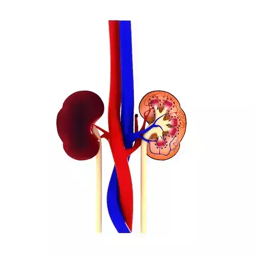 human kidney anatomy and physiology