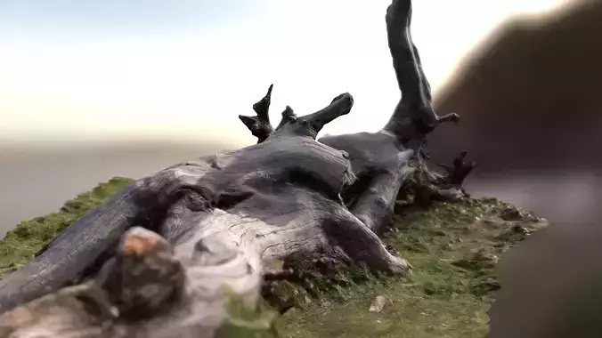 Wild and old tree trunk