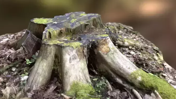 Mossy tree stump 