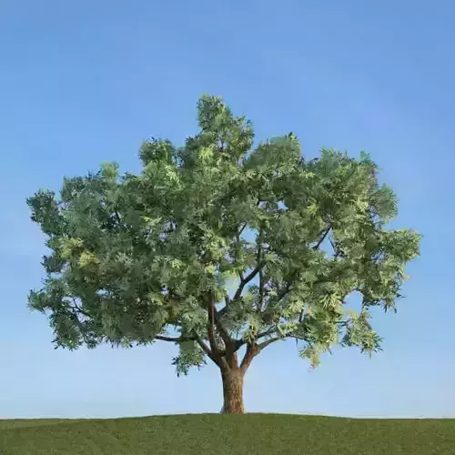 Large Green Tree 3D model