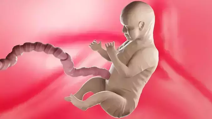 Foetus baby in womb Low-poly 3D model