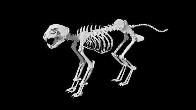 Cat skeleton Low-poly 3D model