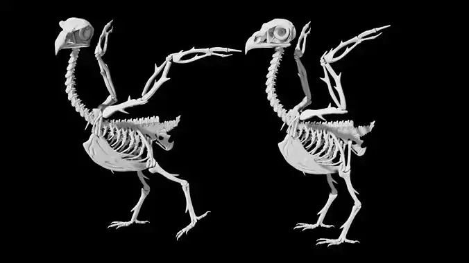 Bird Skeleton Low-poly 3D model