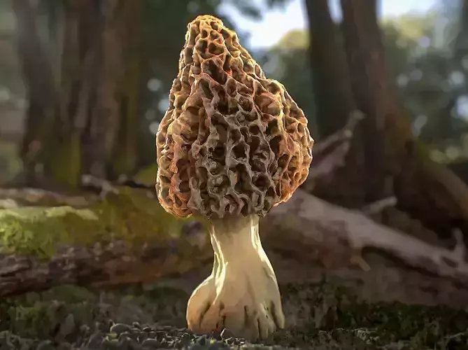 Forest Mushrooms - Morel Fungi