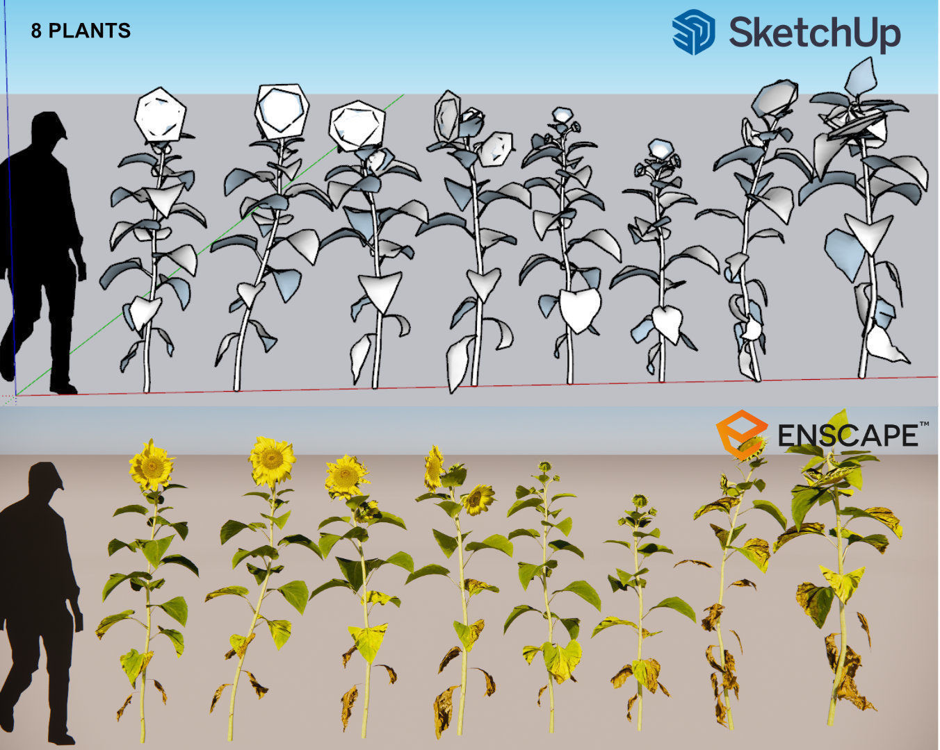 sunflower grissol 3D model_1
