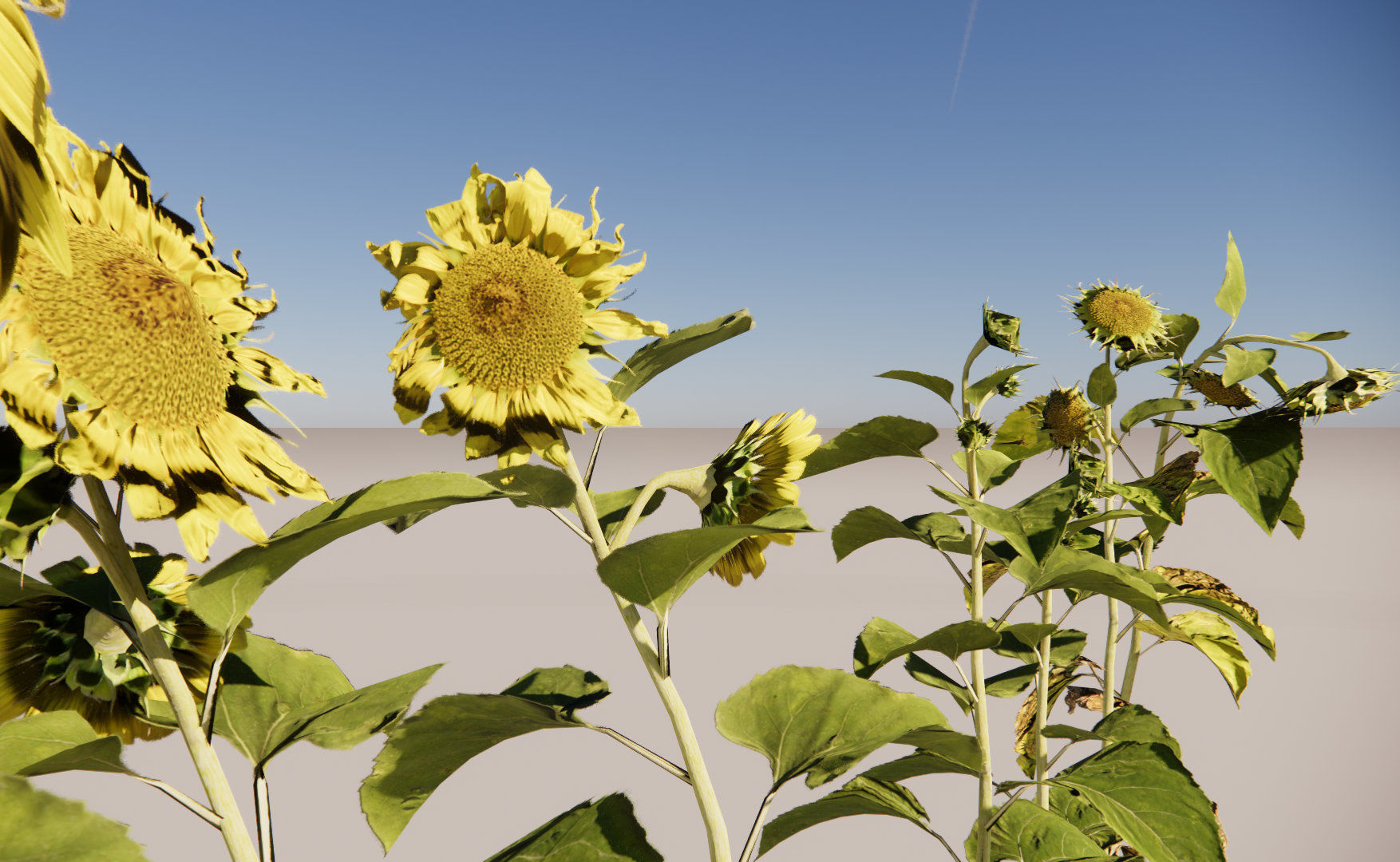 sunflower grissol 3D model_2