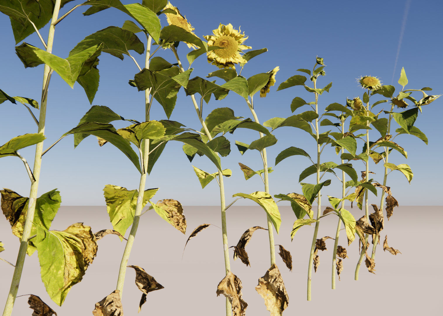 sunflower grissol 3D model_3