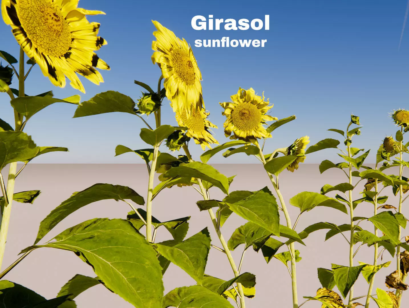 sunflower grissol 3D model_0