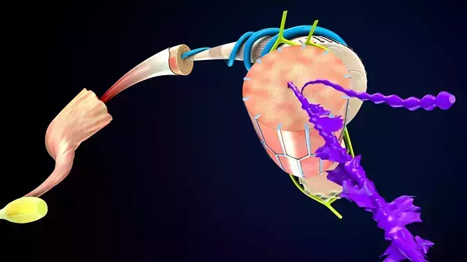 human body muscle tissue anatomy Low-poly 3D model