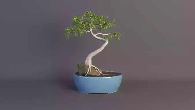 bonsai tree