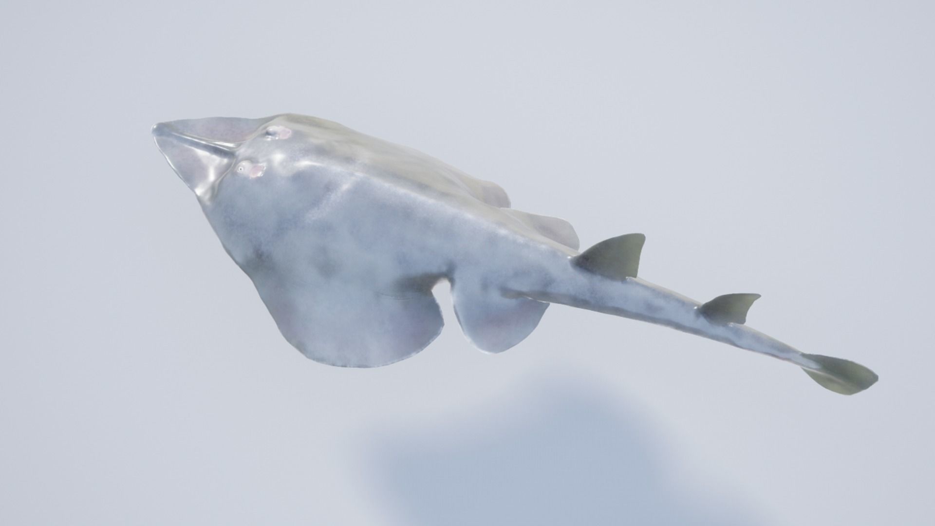 Guitar Stingray Low-poly 3D model_10