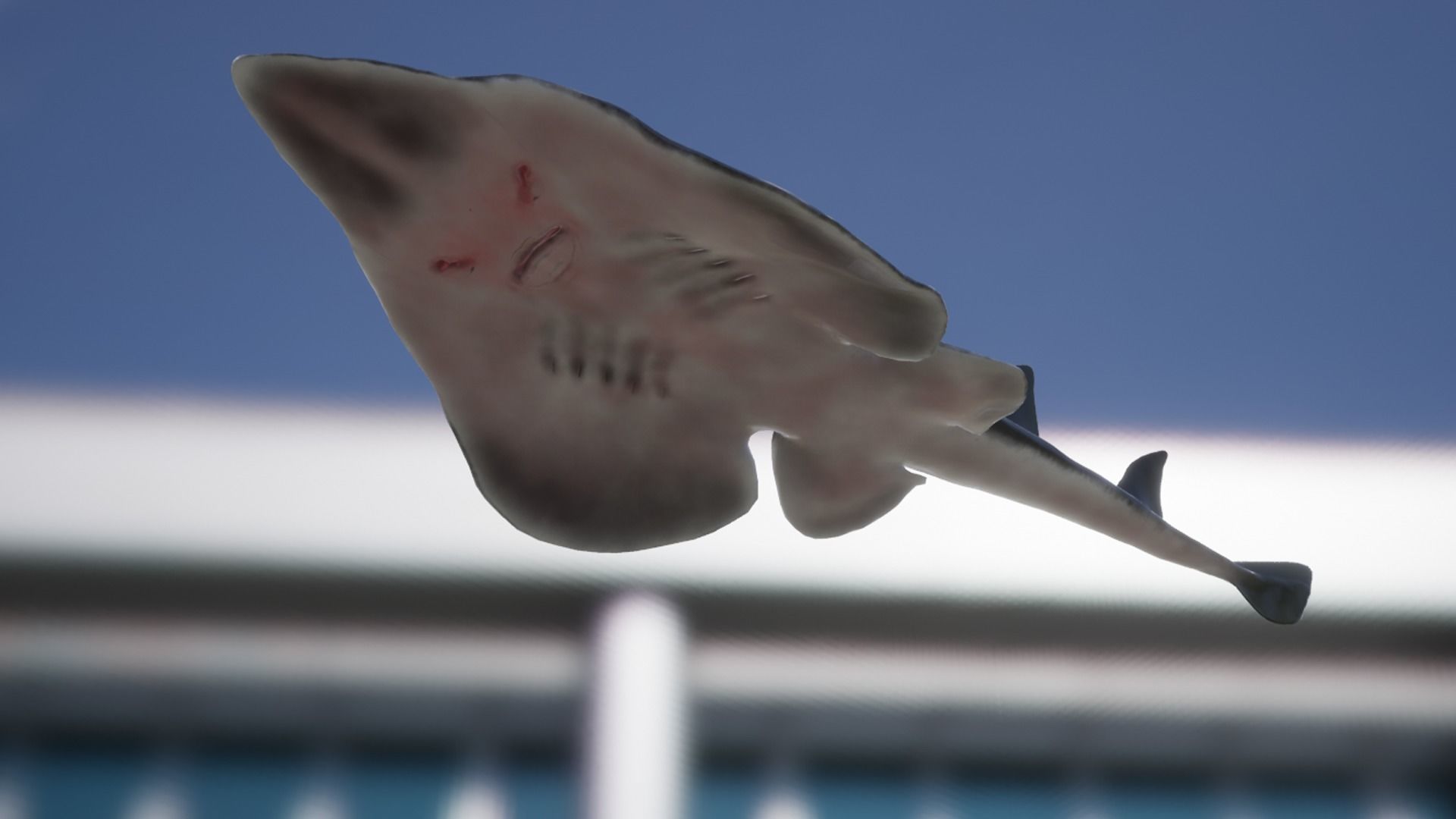 Guitar Stingray Low-poly 3D model_11