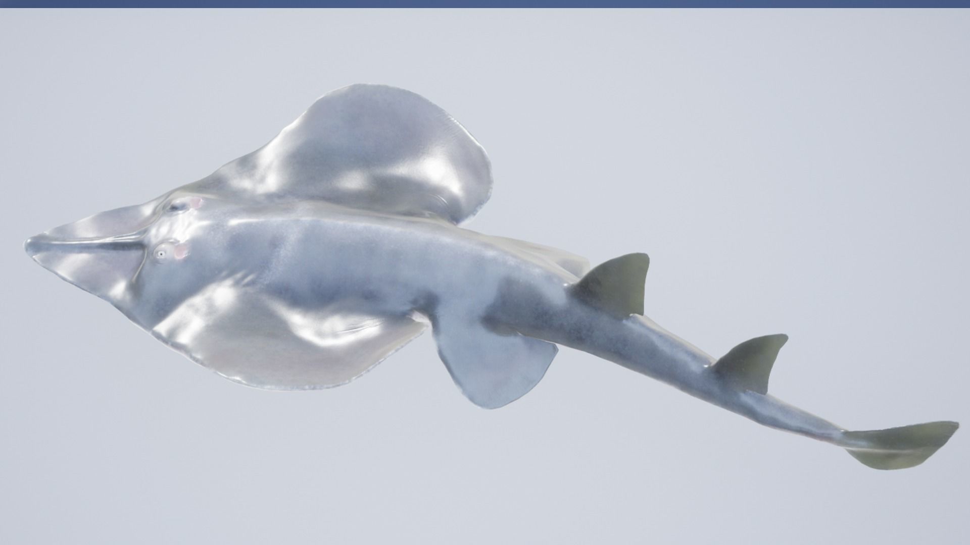 Guitar Stingray Low-poly 3D model_12