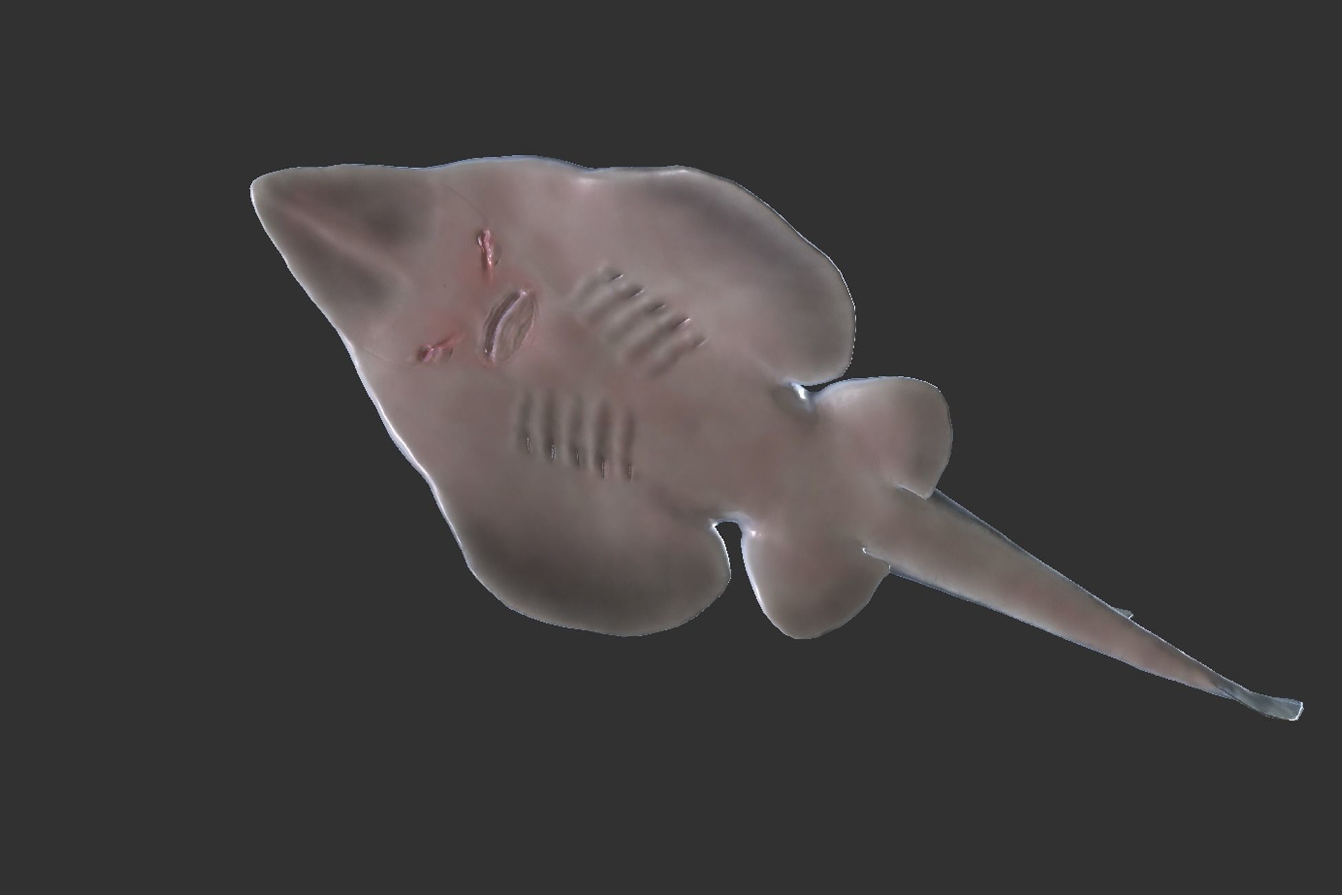 Guitar Stingray Low-poly 3D model_5