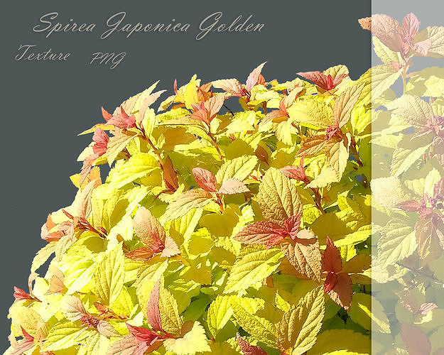 Spirea Japonica Golden Texture PNG Texture