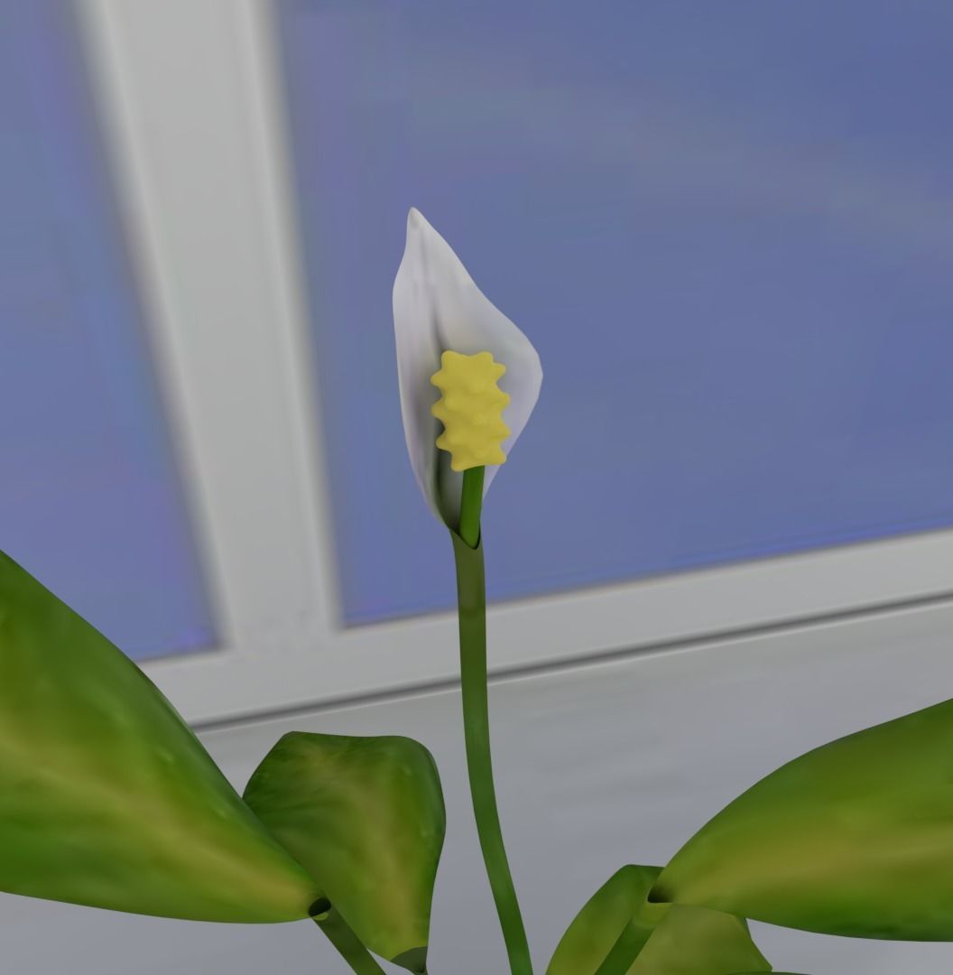 spathiphyllum flower with textures 3D model_1