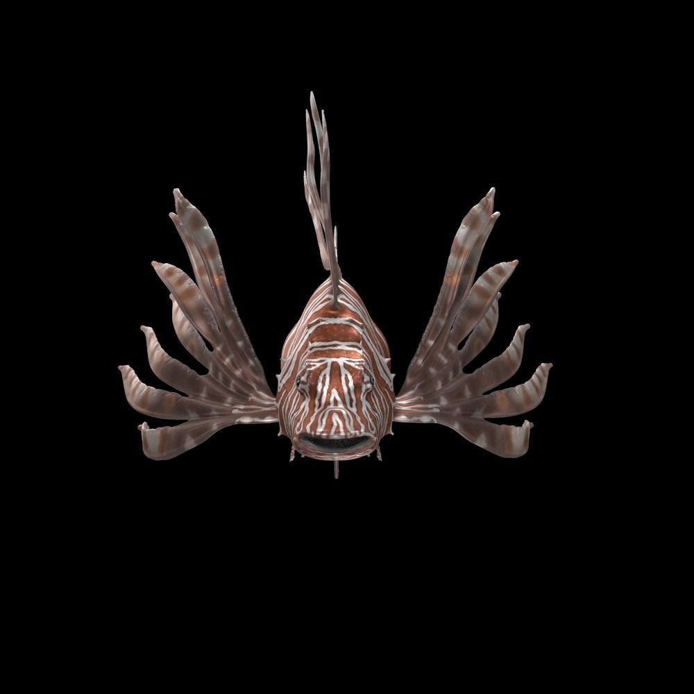 Lionfish 3D model_6