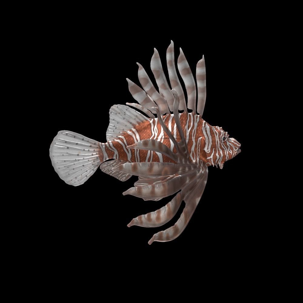 Lionfish 3D model_4