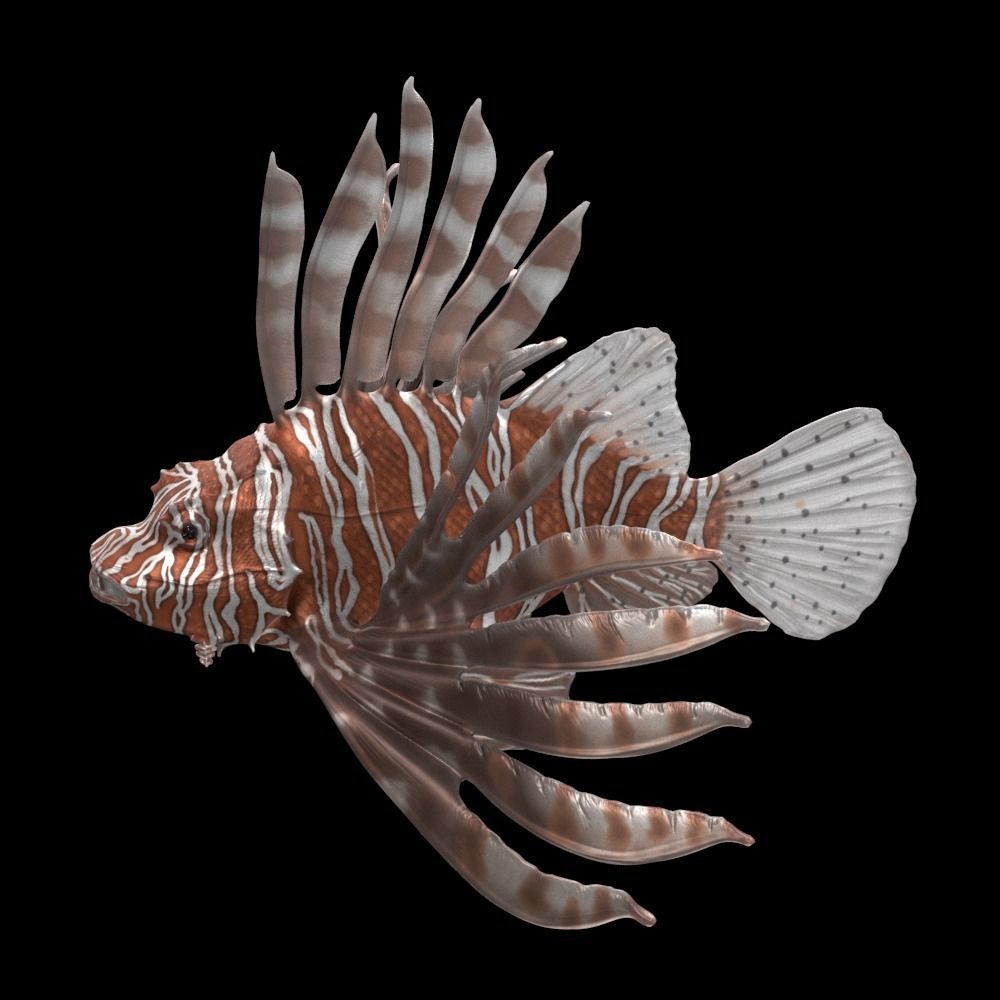 Lionfish 3D model_3