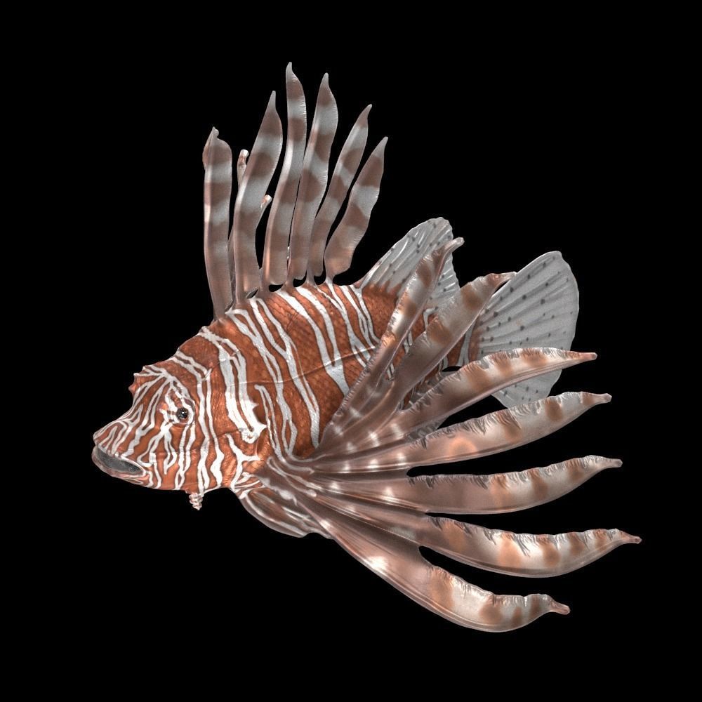 Lionfish 3D model_1
