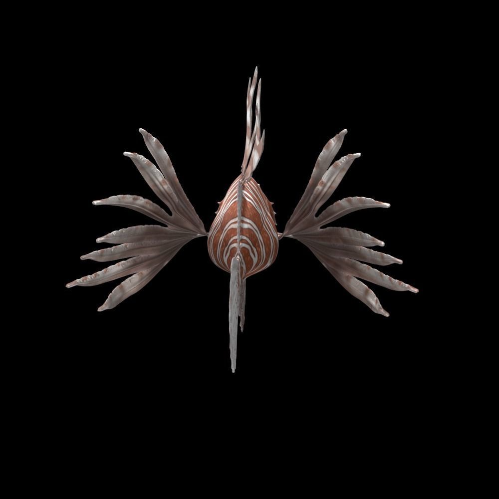 Lionfish 3D model_2