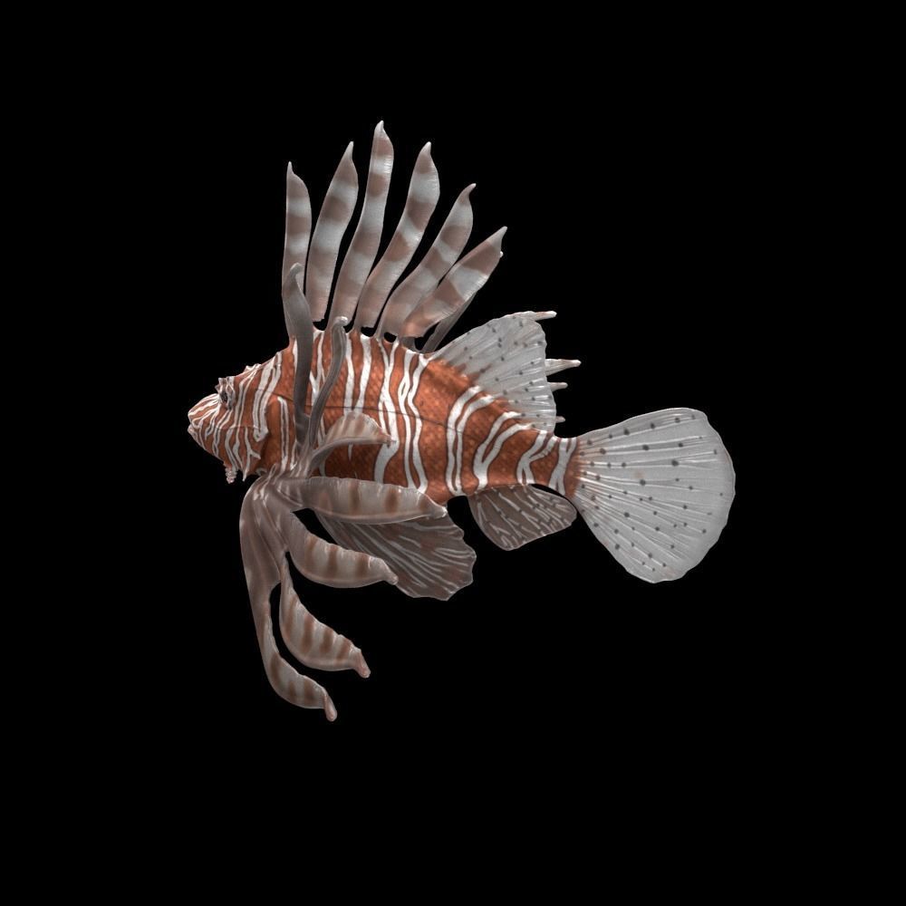 Lionfish 3D model_5