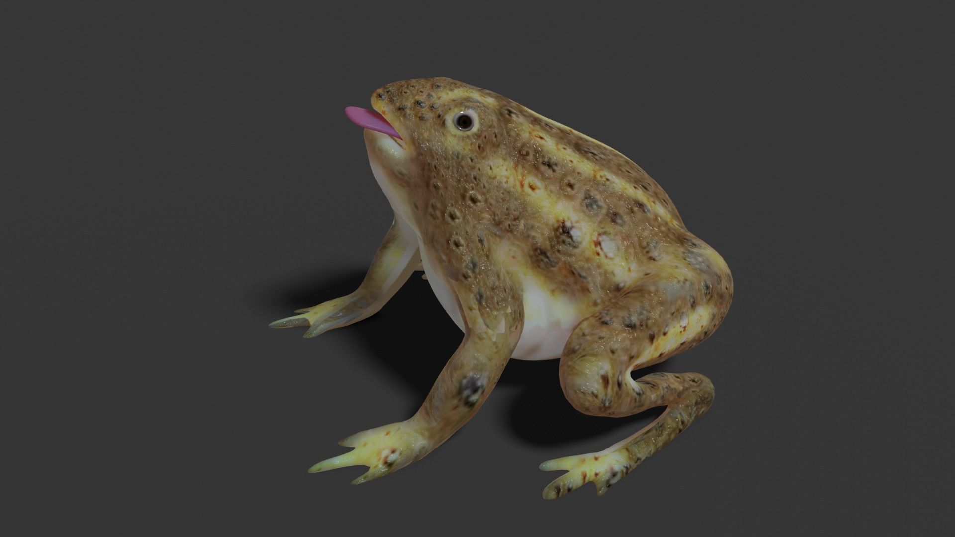 toad 3d frog Low-poly 3D model_12