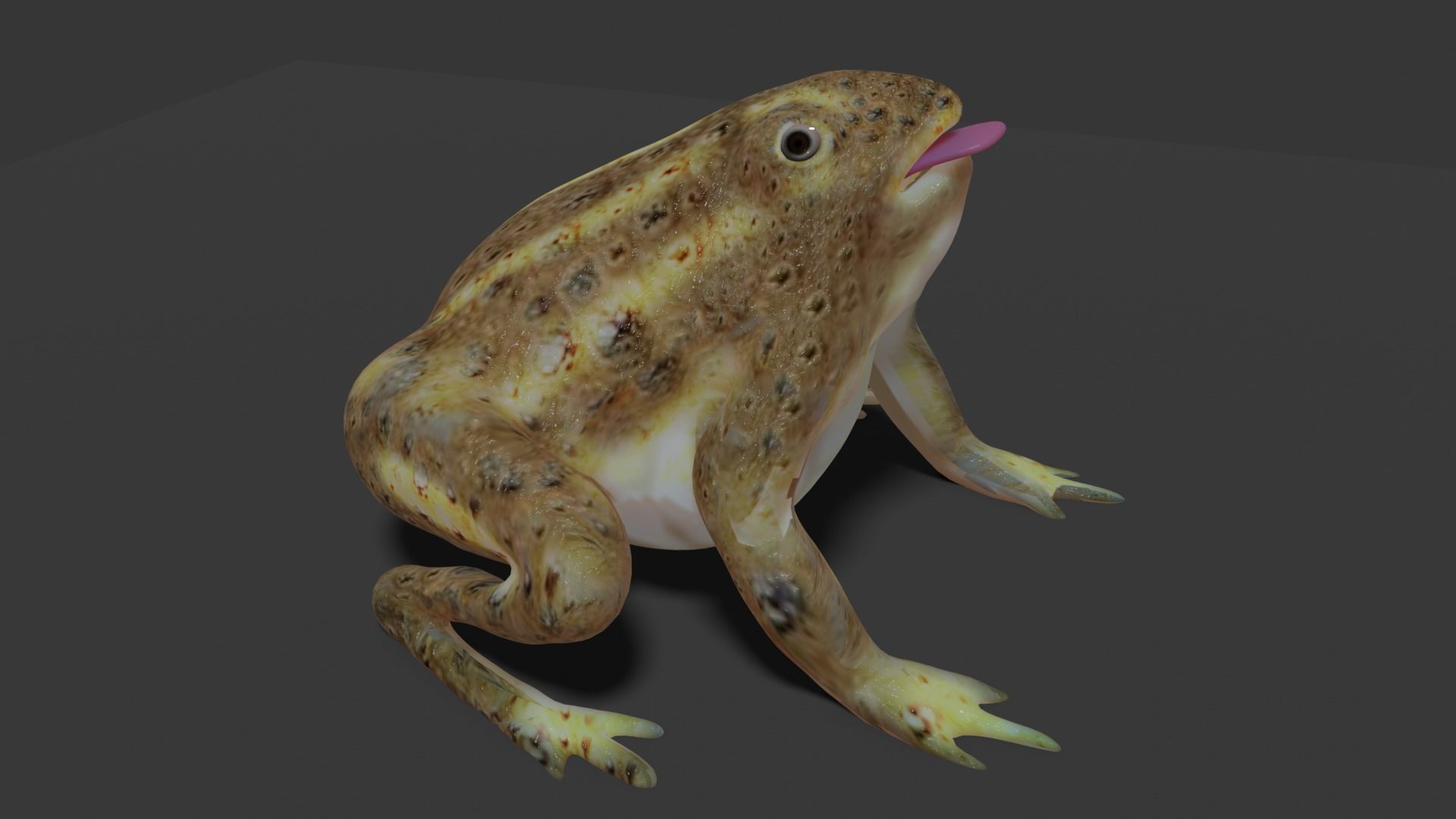 toad 3d frog Low-poly 3D model_17