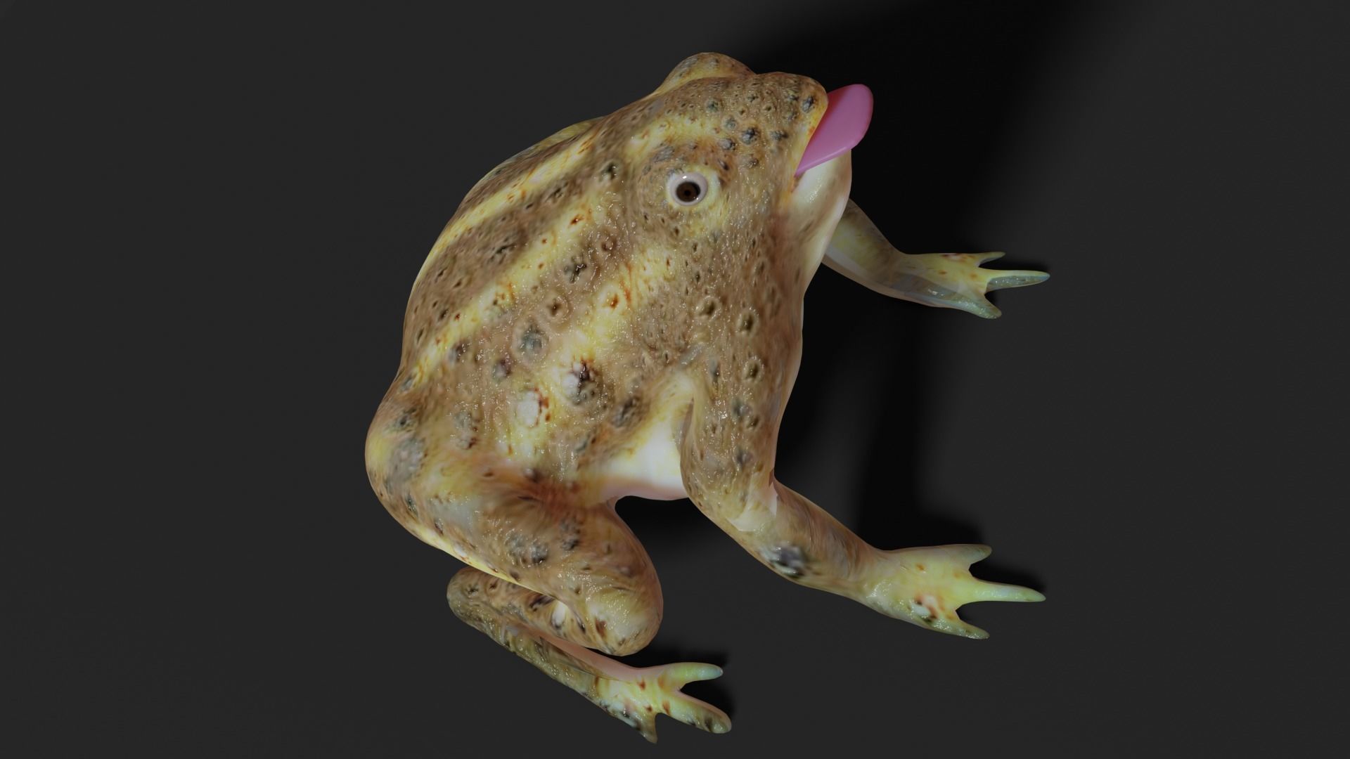 toad 3d frog Low-poly 3D model_11