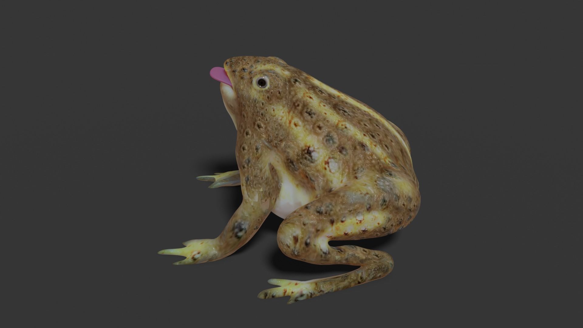 toad 3d frog Low-poly 3D model_20