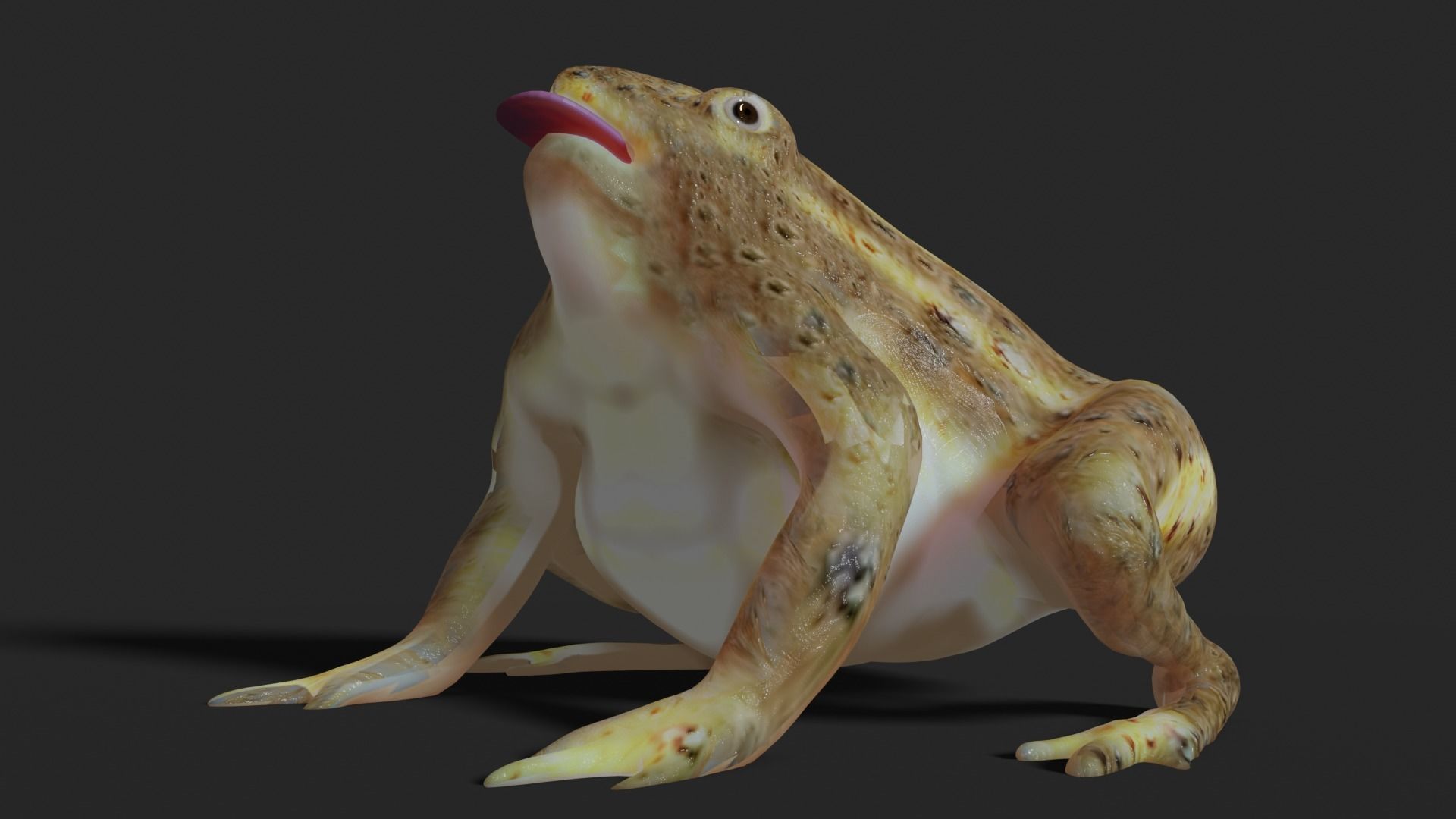 toad 3d frog Low-poly 3D model_6