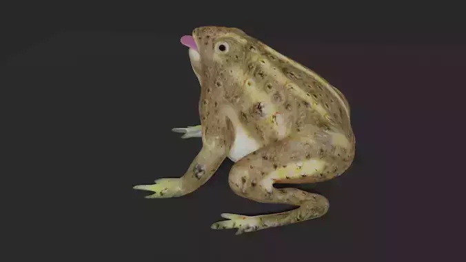toad 3d frog Low-poly 3D model