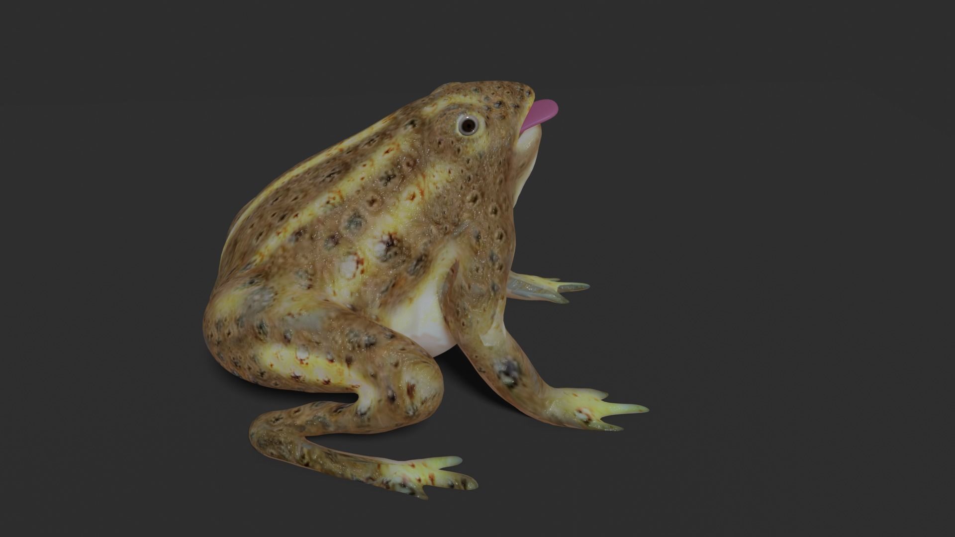 toad 3d frog Low-poly 3D model_21