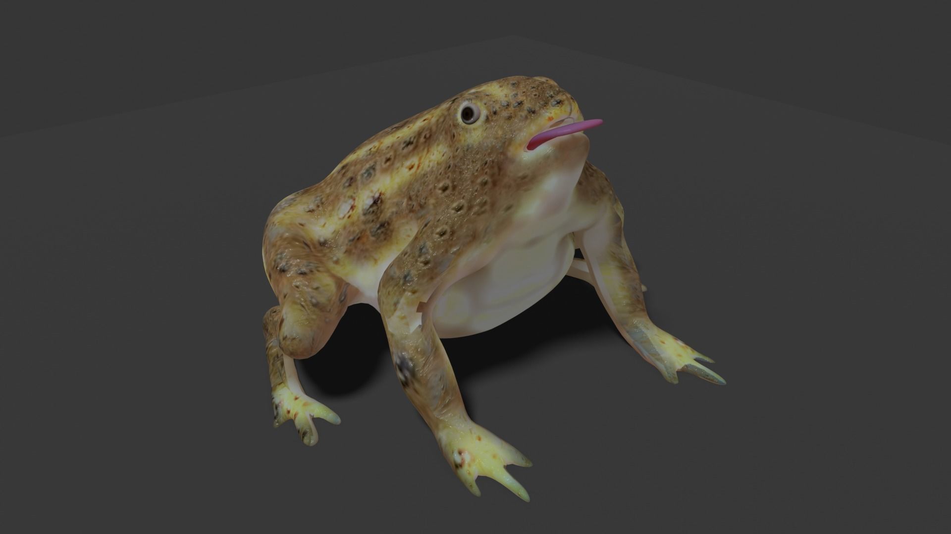 toad 3d frog Low-poly 3D model_16